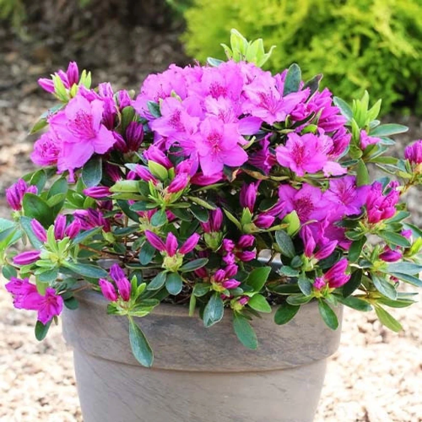 Азалія японська "Кенігштайн", Azalea japonica "Konigstein", 5-річна, С3 - Зображення 2