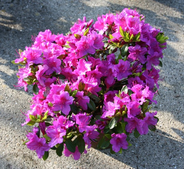 Азалія японська "Кенігштайн", Azalea japonica "Konigstein", 5-річна, С3 - Зображення 5