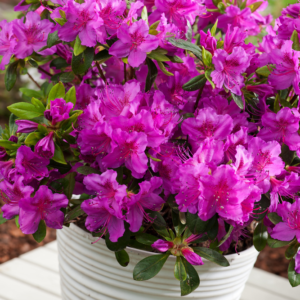Азалія японська "Кенігштайн", Azalea japonica "Konigstein", 3-річна, С1, 5