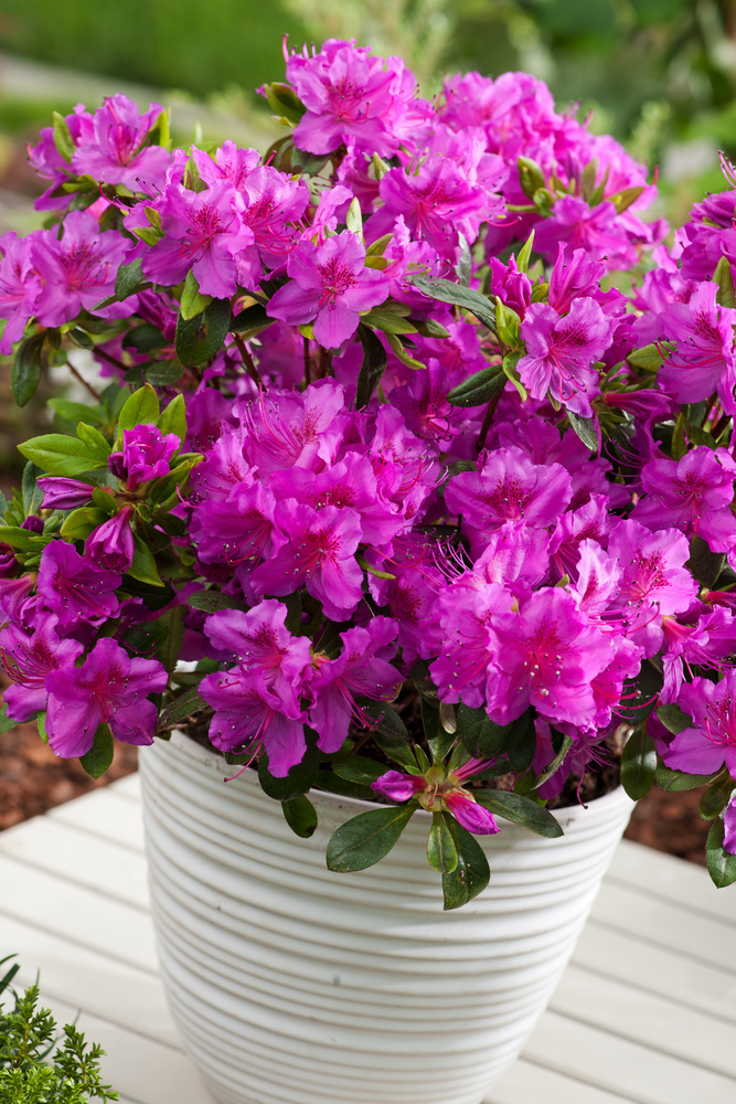Азалія японська "Кенігштайн", Azalea japonica "Konigstein", 5-річна, С3