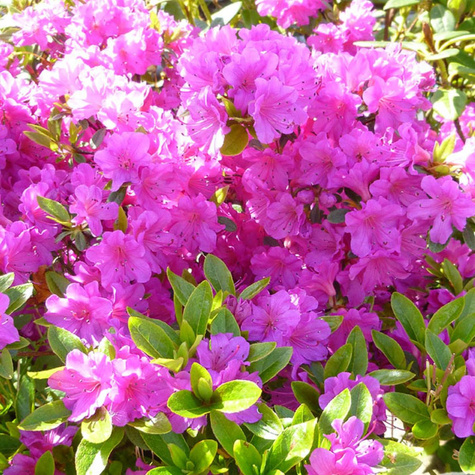 Азалія японська "Фуміко", Azalea japonica "Fumiko", 3-річна, С1, 5 - Зображення 2