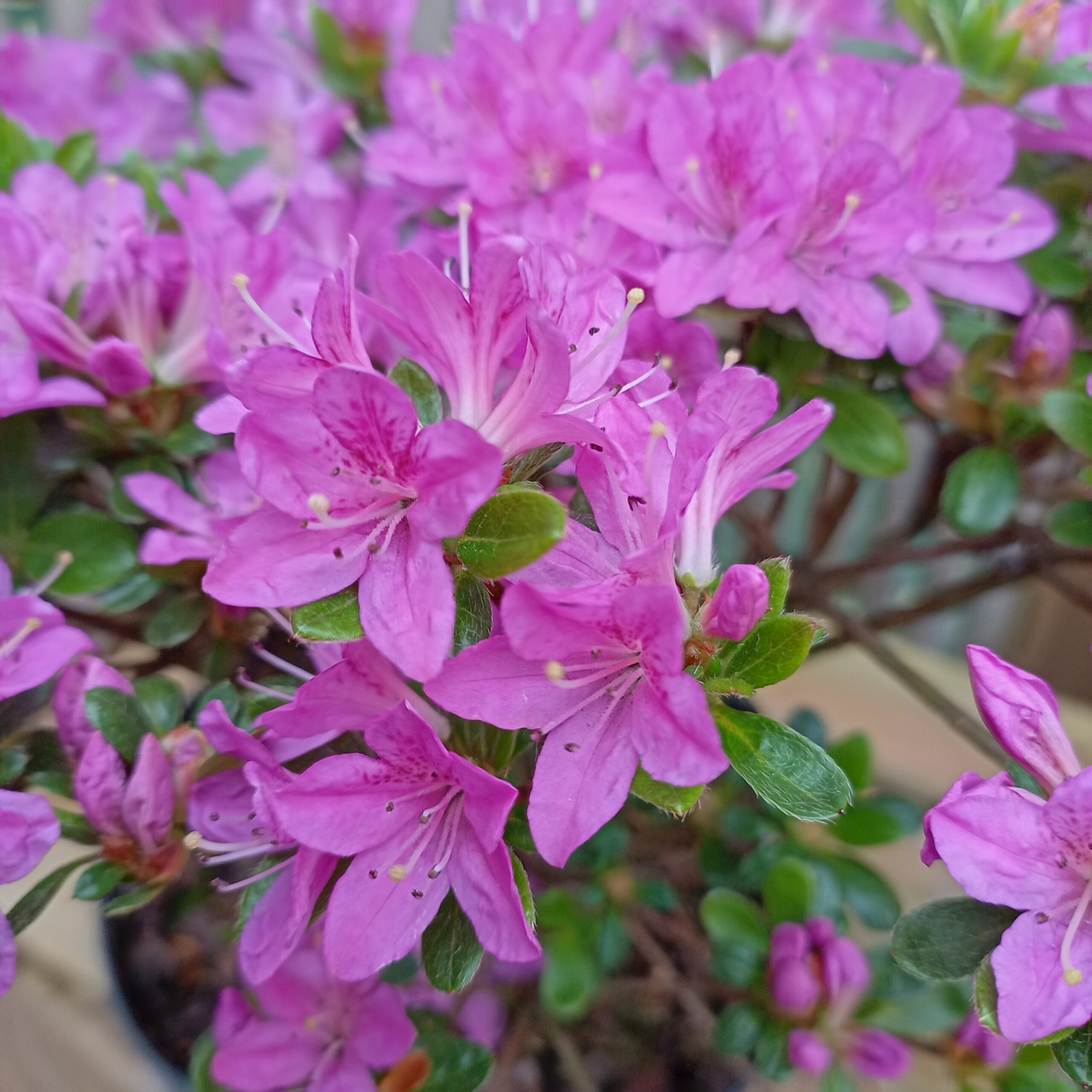 Азалія японська "Фуміко", Azalea japonica "Fumiko", 3-річна, С1, 5 - Зображення 3