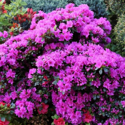 Азалія японська "Фуміко", Azalea japonica "Fumiko", 3-річна, С1, 5 - Зображення 4