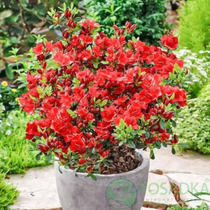 Азалія японська "Фрідоліна", Azalea japonica "Fridoline", 4 -річна, С3