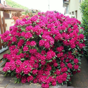 Рододендрон "Нова Зембла", Rhododendron 'Nova Zembla", 2- річний, С1, 5
