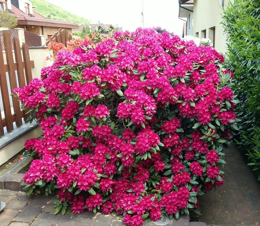 Рододендрон "Нова Зембла", Rhododendron 'Nova Zembla", 2- річний, С1, 5