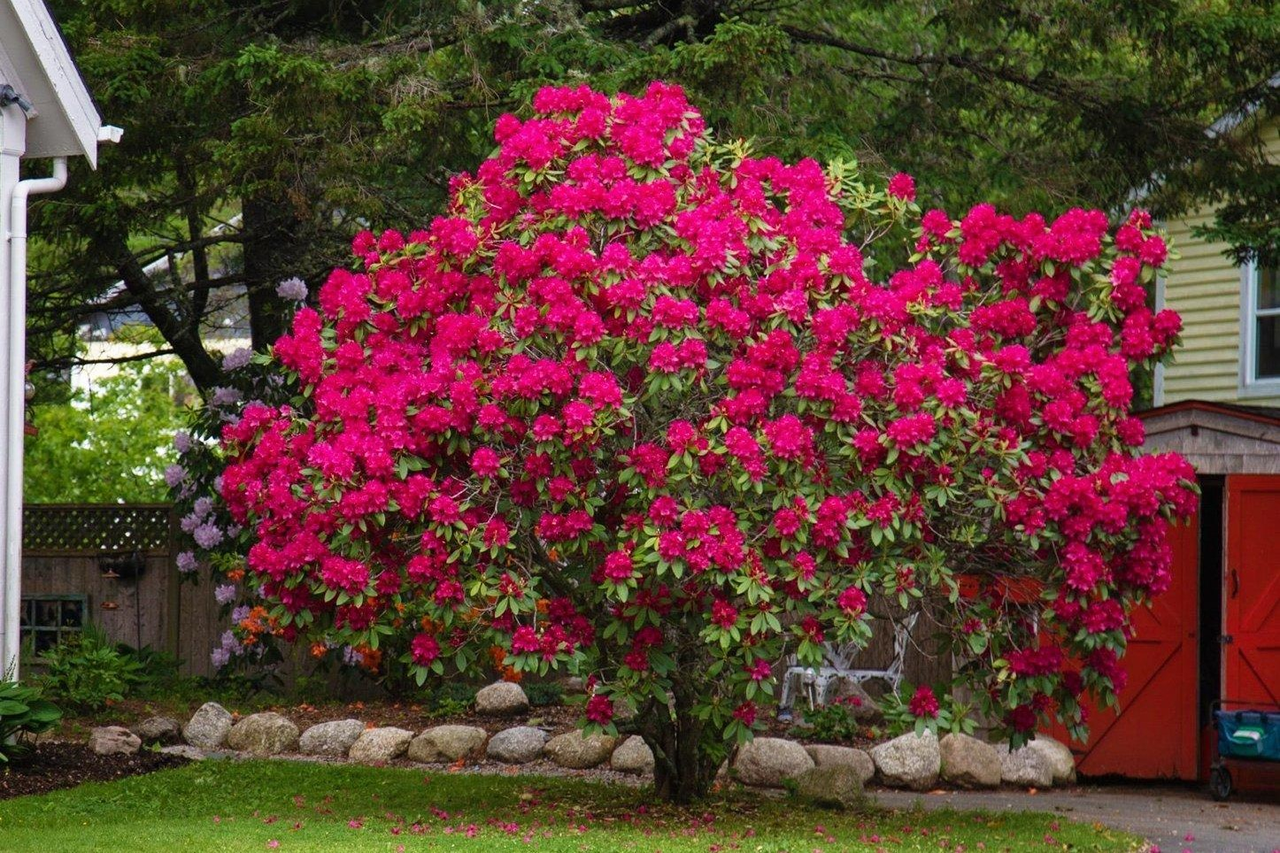 Рододендрон "Нова Зембла", Rhododendron 'Nova Zembla", 2- річний, С1, 5 - Зображення 7