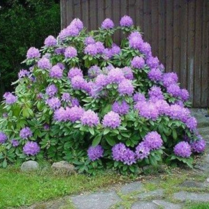 Рододендрон катевбінський "Грандіфлорум", Rhododendron Catawbiense "Grandiflorum", 2-річний, С1, 5