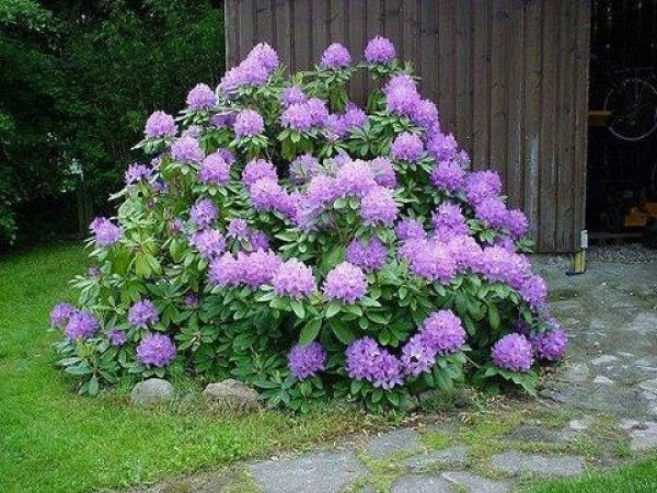 Рододендрон катевбінський "Грандіфлорум", Rhododendron Catawbiense "Grandiflorum", 2-річний, С1, 5