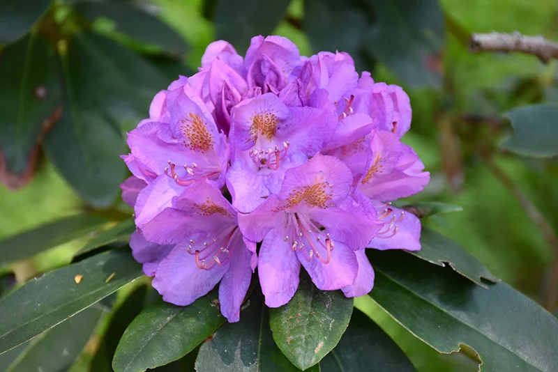 Рододендрон катевбінський "Грандіфлорум", Rhododendron Catawbiense "Grandiflorum", 2-річний, С1, 5 - Зображення 2