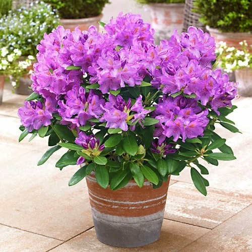 Рододендрон катевбінський "Грандіфлорум", Rhododendron Catawbiense "Grandiflorum", 2-річний, С1, 5 - Зображення 3