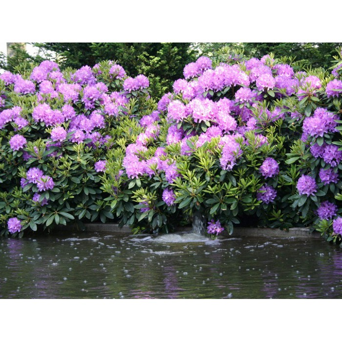 Рододендрон катевбінський "Грандіфлорум", Rhododendron Catawbiense "Grandiflorum", 2-річний, С1, 5 - Зображення 4