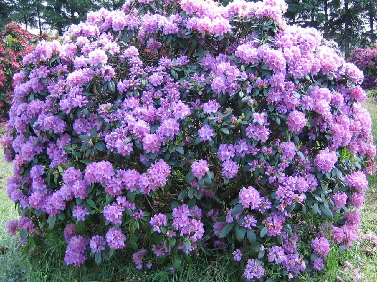 Рододендрон катевбінський "Грандіфлорум", Rhododendron Catawbiense "Grandiflorum", 2-річний, С1, 5 - Зображення 5
