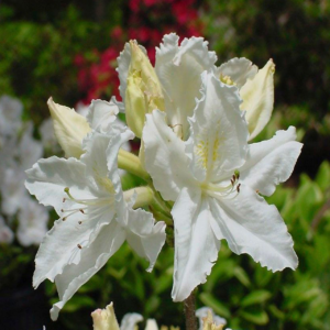 Азалія листопадна "Оксидол", Azalea "Oxydol", С1, 5