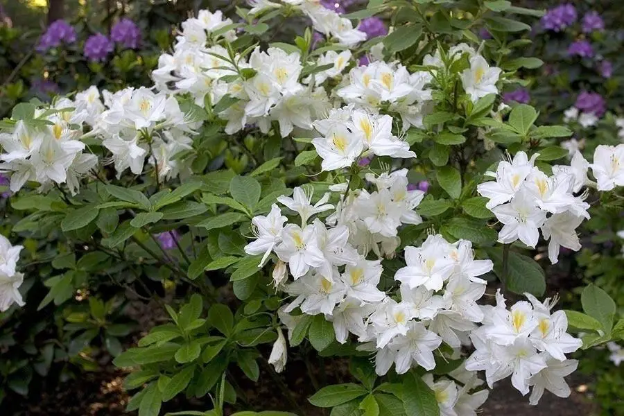 Азалія листопадна "Оксидол", Azalea "Oxydol", С1, 5 - Зображення 2