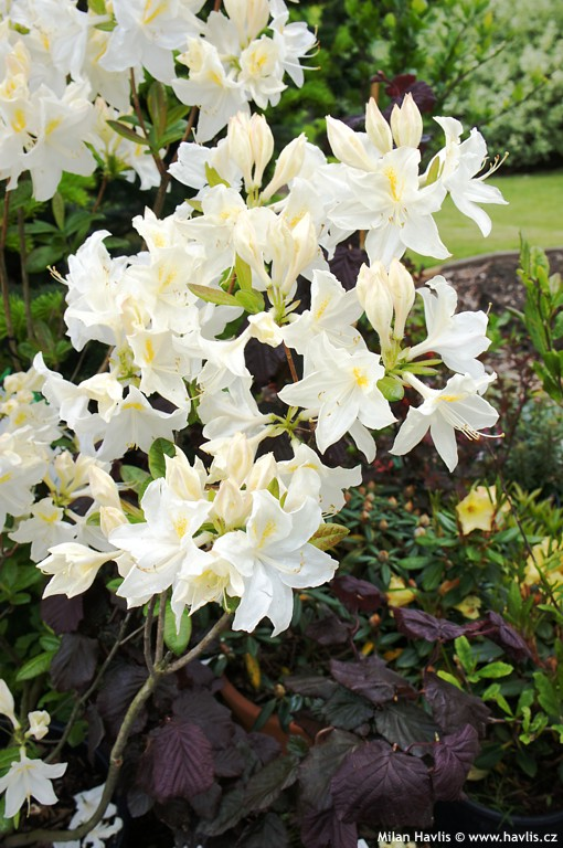 Азалія листопадна "Оксидол", Azalea "Oxydol", С1, 5 - Зображення 3