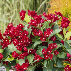 Вейгела 'Черрі Лав', Weigela 'Cherry Love', С1, 5