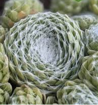 Молодило 'Сіріус', Sempervivum x hybridum 'Sirius', Р9 - Зображення 2