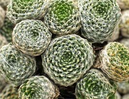 Молодило 'Сіріус', Sempervivum x hybridum 'Sirius', Р9 - Зображення 3