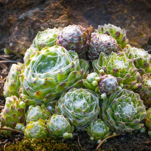 Молодило 'Сіріус', Sempervivum x hybridum 'Sirius', Р9 - Зображення 4