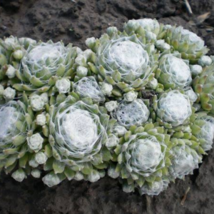 Молодило 'Сіріус', Sempervivum x hybridum 'Sirius', Р9