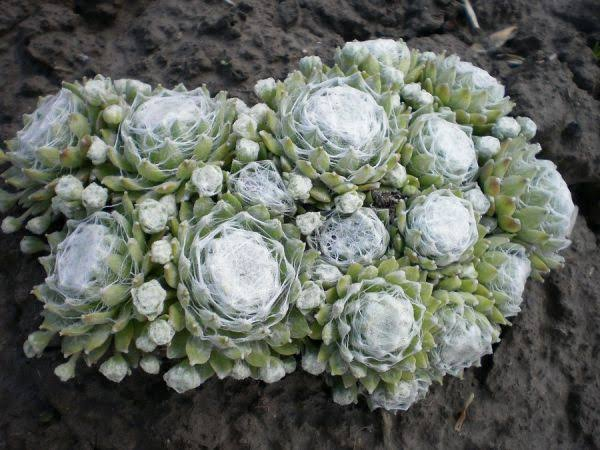 Молодило 'Сіріус', Sempervivum x hybridum 'Sirius', Р9