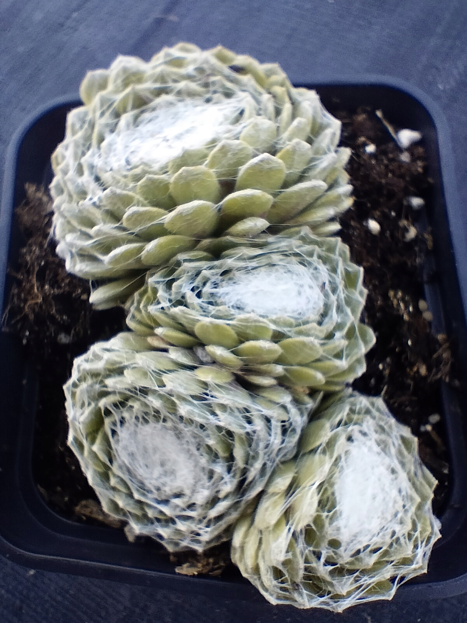 Молодило 'Сіріус', Sempervivum x hybridum 'Sirius', Р9 - Зображення 5